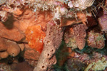 Frogfish