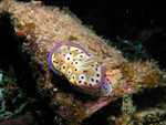 Nudibranch