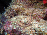 Orange-Spotted Pipefish