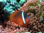 Red & Black Anemonfish