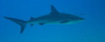 Reef Shark