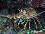 Spiny Lobster