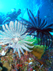 Feather Duster Worms