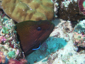 Moray Eel