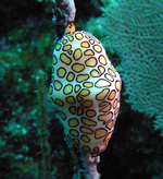 Flamingo Tongue