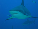 Reef Shark