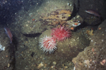 Northern Red Anemone