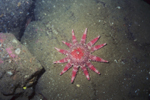 Spiny Sunstar